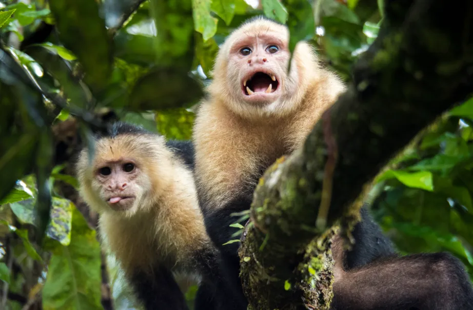 monkey
